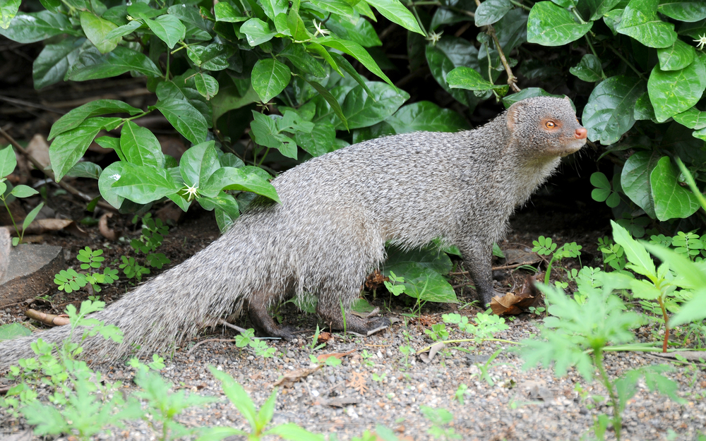 Indian Grey Mongoose