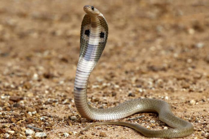 Indian Cobra