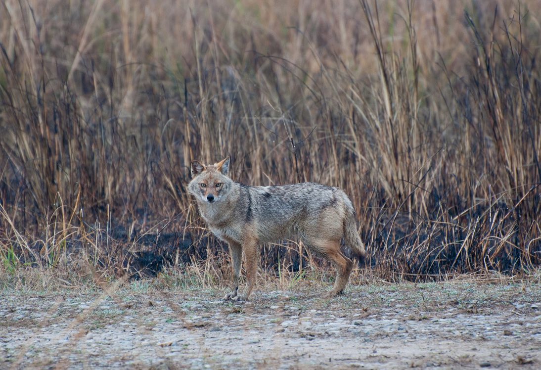 Indian Jackal