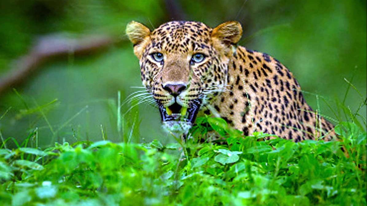 Indian Leopard