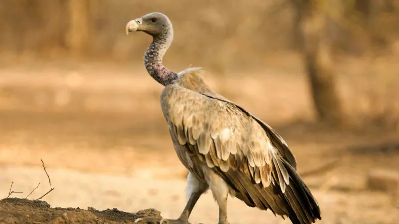 Indian Vulture